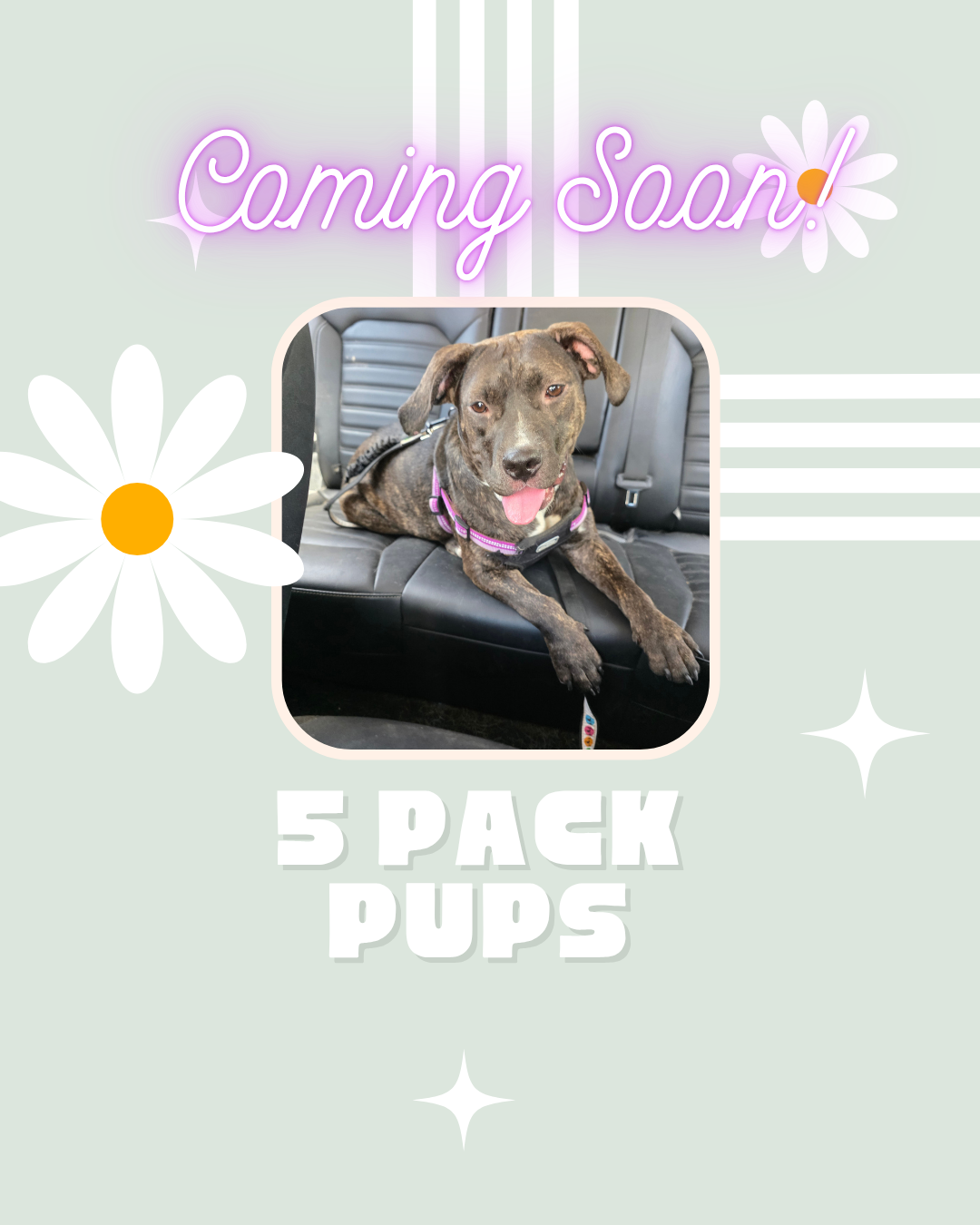 5 Pack Pups