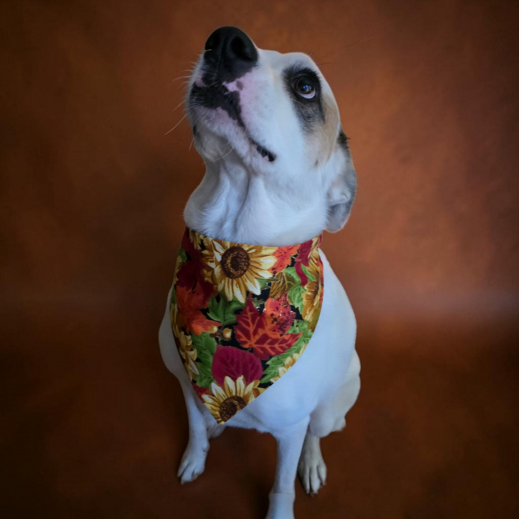 Glittery Autumn Sunflowers Scrunchie Dog Bandana