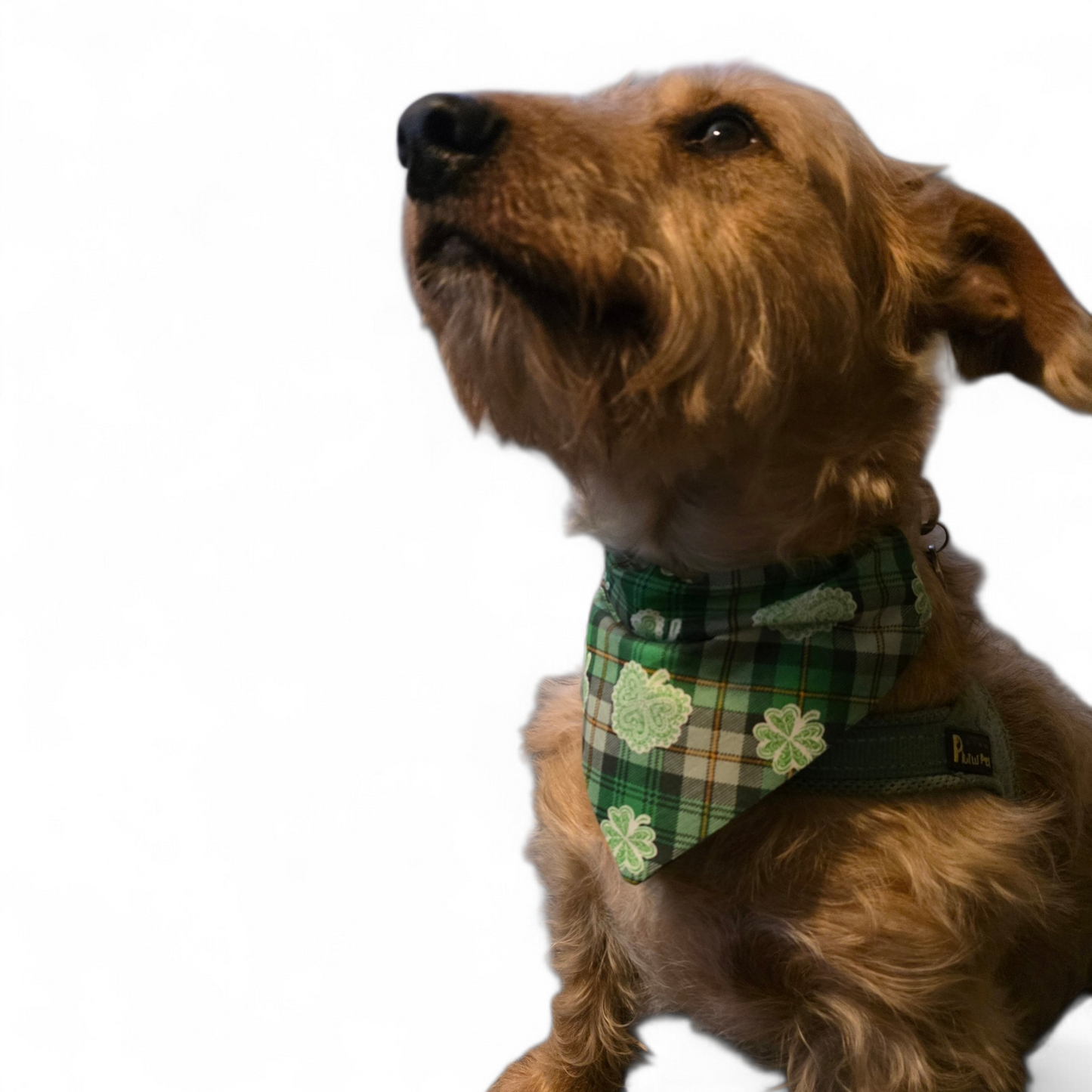 St Patrick’s Day Shamrock Dog Bandana – Over the Collar Lucky Clover Dog Bandana